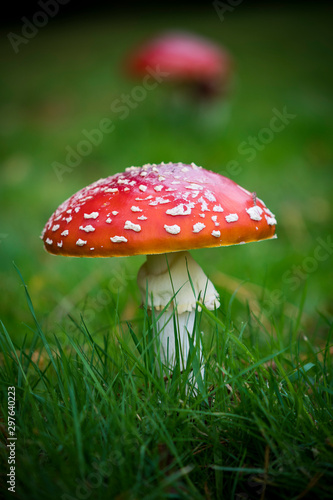Fototapete Red toadstool growing in field of green grass