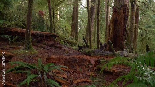 CLOSE UP: Old log decomposes deep in the lush forest on the rainy Olympic Peninsula. Chopped down trees rot in the depths of beautiful Hoh Rainforest. Tranquil rainforest in the Pacific Northwest. photo