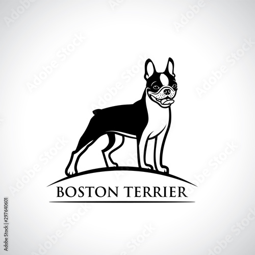 Boston terrier dog - isolated outlined vector illustration
