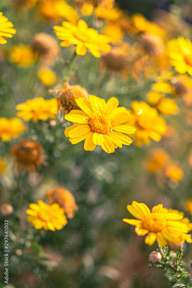 yellow wildflowers in a field yellow wildflowers in a field