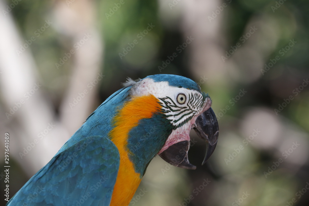 An extremely rare Blue-throated Macaw, Ara glaucogularis, from north Bolivia a Critically Endangered species. (captive)