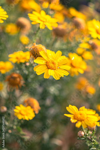 yellow wildflowers in a field