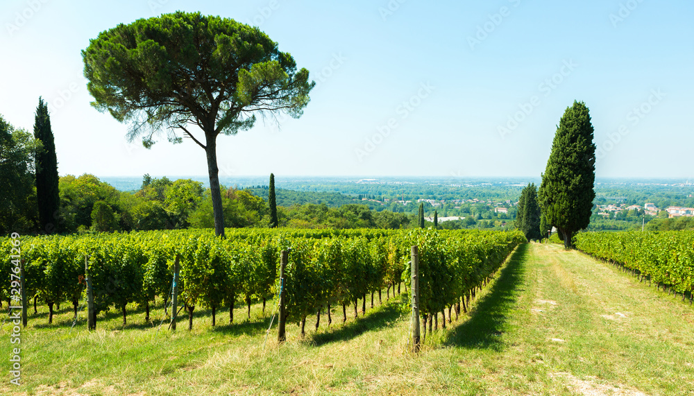 Naklejka premium Beauty of vineyards in autumnal colors ready for harvest and production of wine