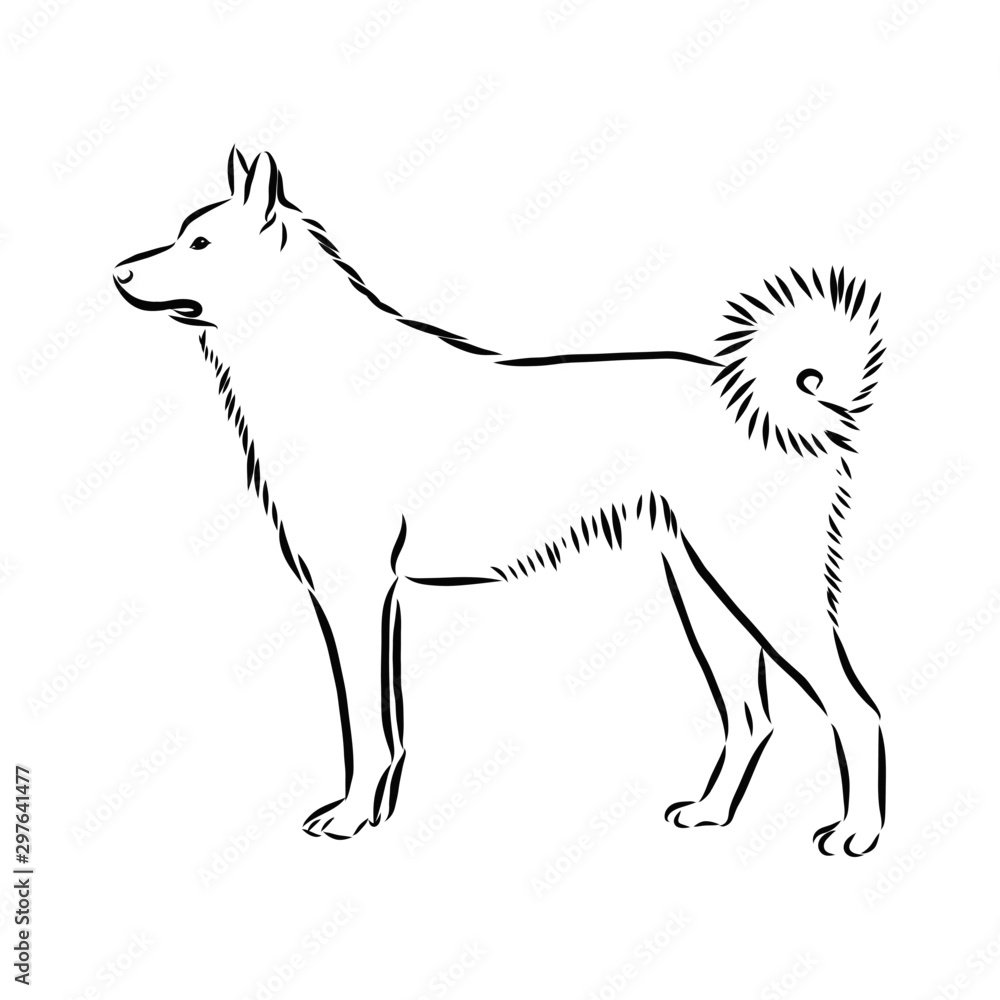 vector illustration of dog, husky sketch 