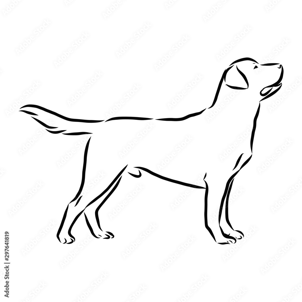 silhouette of a dog, labrador sketch 
