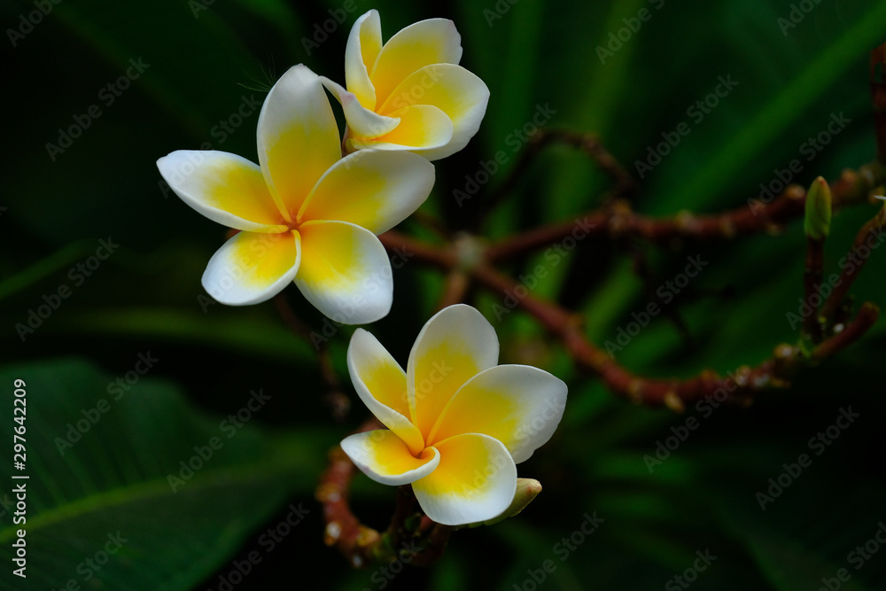 Plumeria blooming in the garden very fresh eye when looking. Plumeria blooming in the garden very fresh eye when looking.