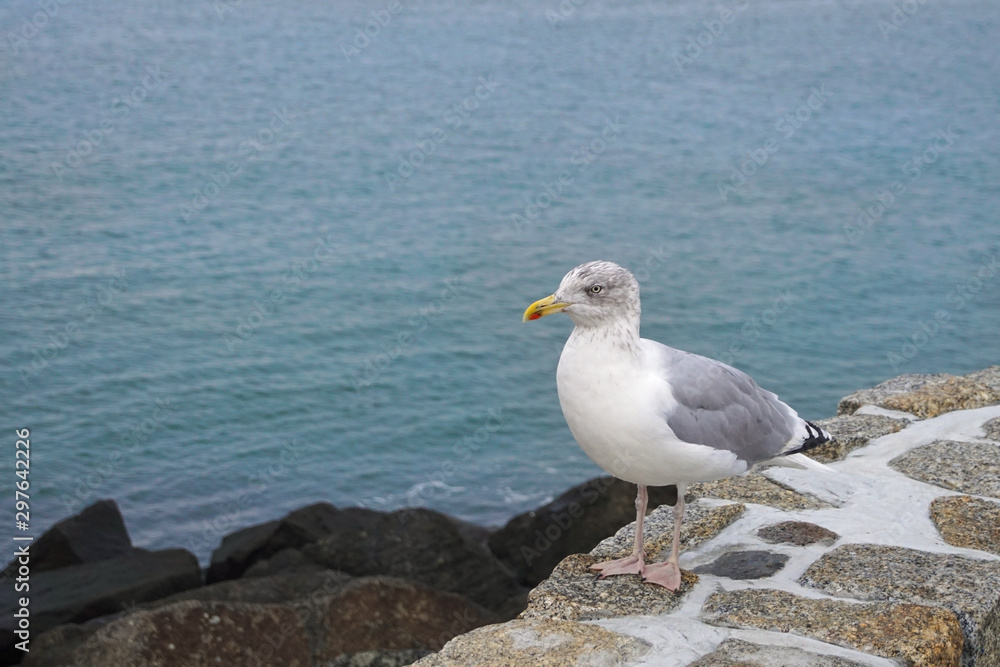 A European herring gull standing at the pier in Warnemünde