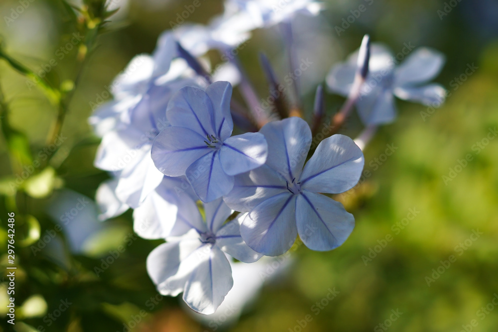 light blue meadow crane's-bill flowers in the sun