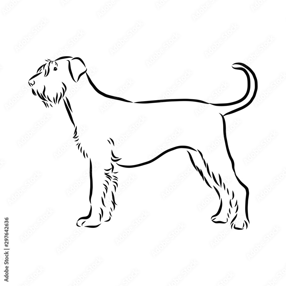 vector image of a dog, riesenschnauzer dog sketch