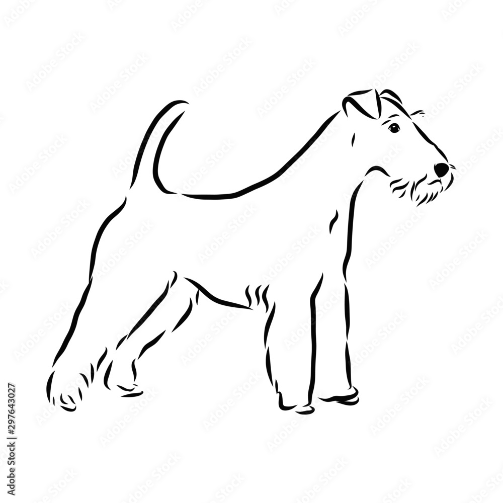 vector illustration of foxterrier dog sketch, contour vector illustration