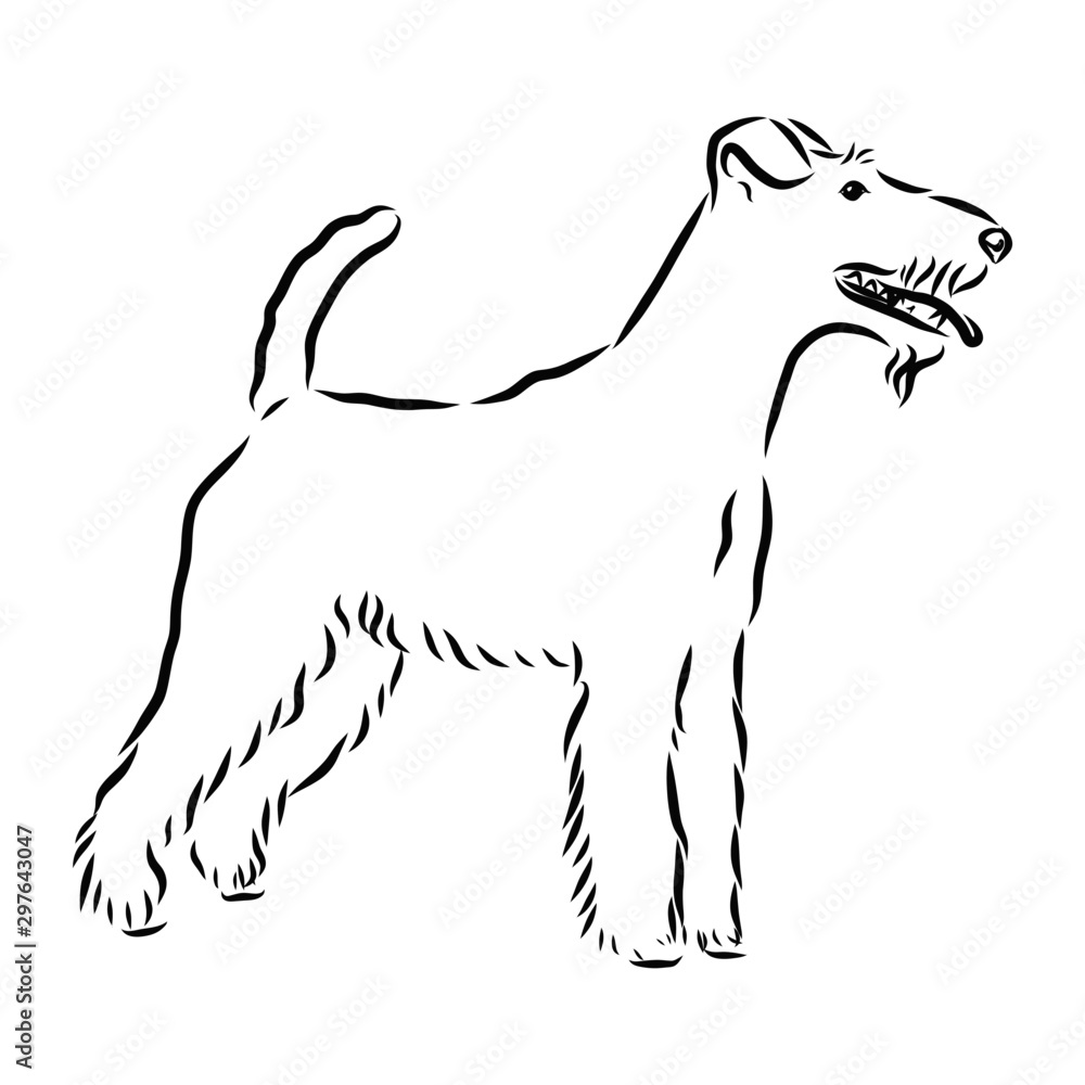 vector illustration of dog, foxterrier dog sketch, contour vector illustration