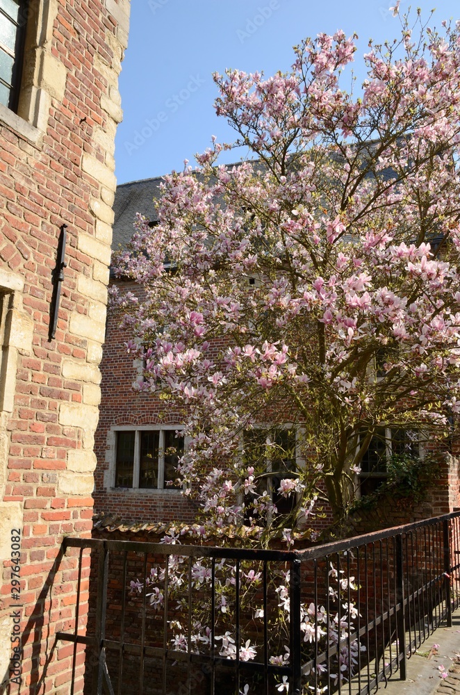 Pink tree in Beguinage of Leuven, Belgium Pink tree in Beguinage of Leuven, Belgium