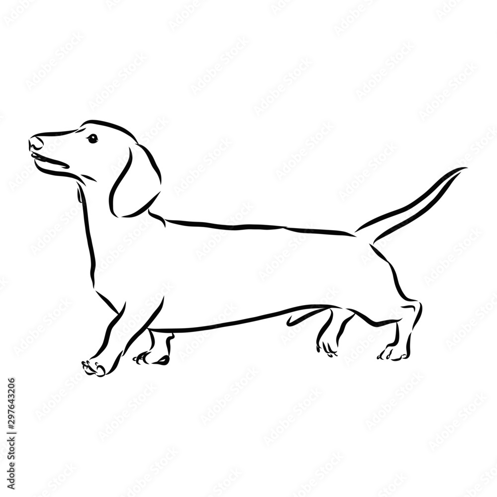 vector image of a dog isolated on white, Dachshund dog sketch, contour vector illustration