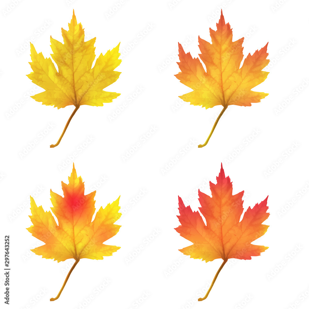 Realistic maple leaves isolated on white background