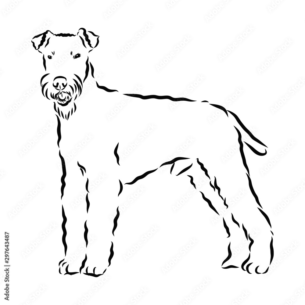 vector image of a dog, airedale terrier dog sketch, contour vector illustration