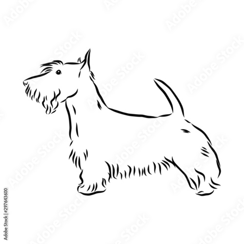 vector illustration of dog, Scotch Terrier dog sketch, contour vector illustration