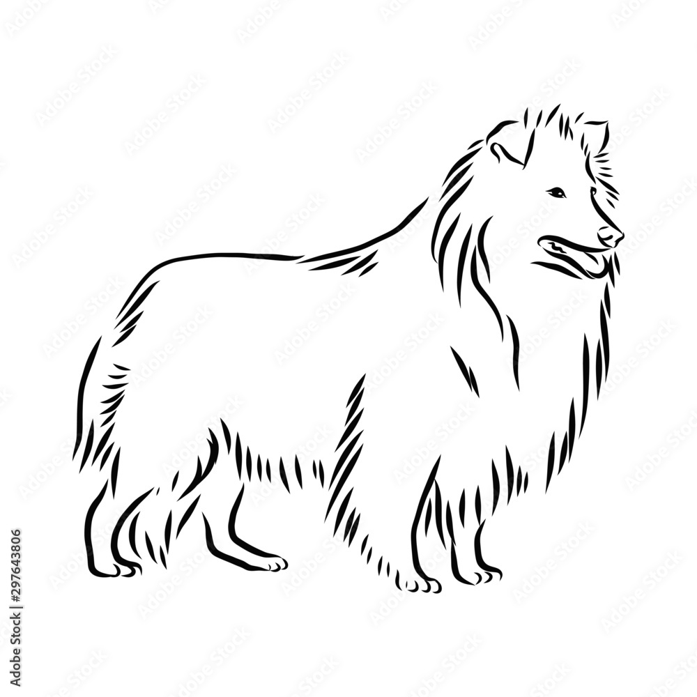 sheltie dog, sheepdog sketch, contour vector illustration
