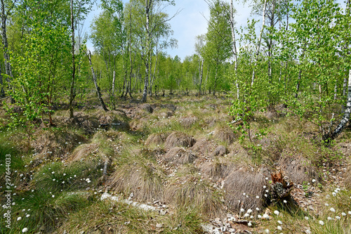 Scheidiges Wollgras (Eriophorum vaginatum) in einem Moor - hare's-tail cottongrass in a bogland  photo