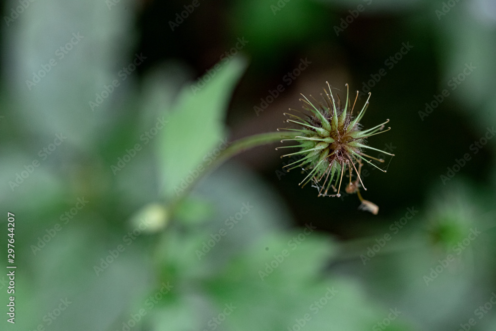 dandelion on green background dandelion on green background