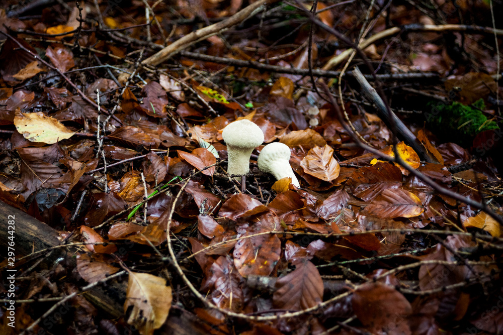 Waldpilz Waldpilz