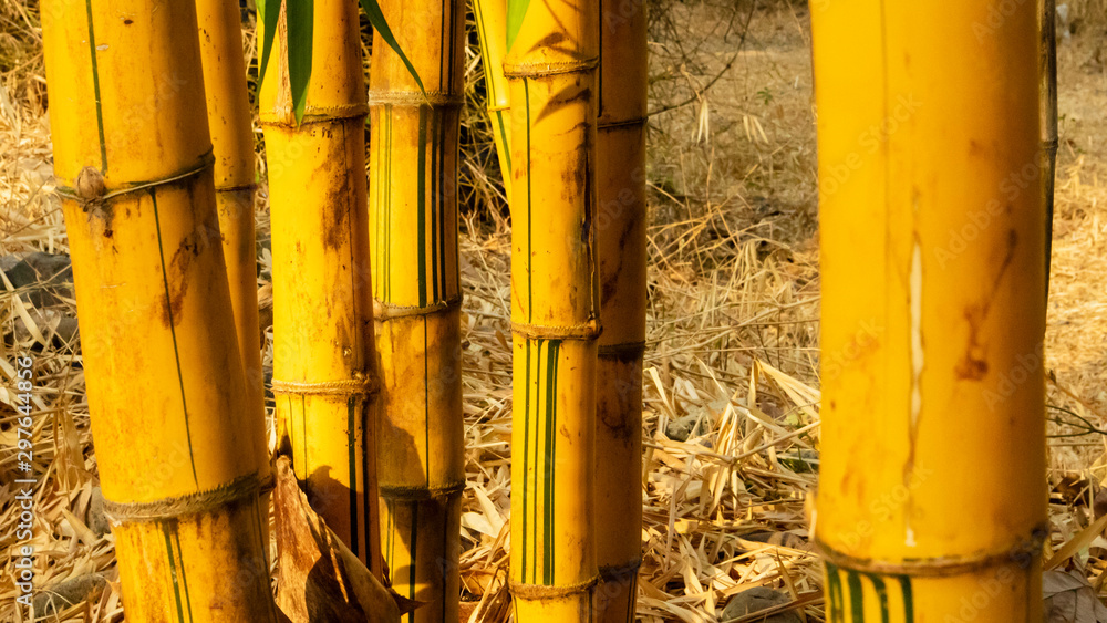 Yellow bamboo that grows in the yard, looks natural vertical texture, suitable for use as a decorative background image Yellow bamboo that grows in the yard, looks natural vertical texture, suitable for use as a decorative background image