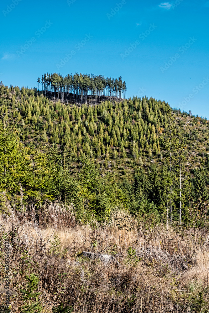 Fototapeta premium Forest after calamity, Kralova Hola, Slovakia