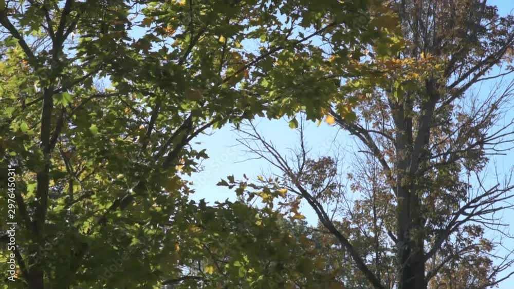 Wind Blowing Leaves of Tree 60fps Wind Blowing Leaves of Tree 60fps