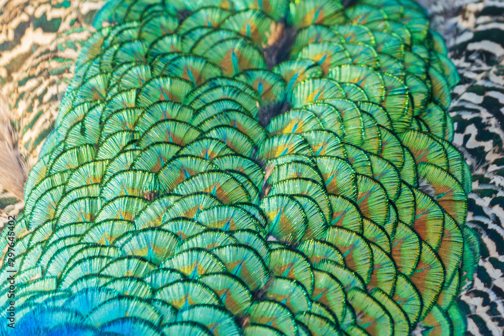 Obraz premium texture of peacock emerald feathers with highlights