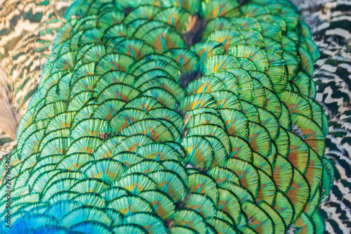 Fototapeta Naklejka Na Ścianę i Meble -  texture of peacock emerald feathers with highlights