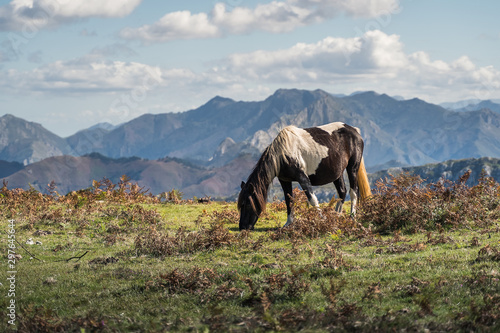 Wild horse grazing in the meadows of the high mountain