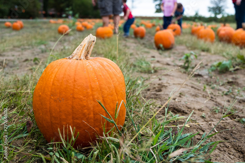 Pumpkin on pumpkin patch with people