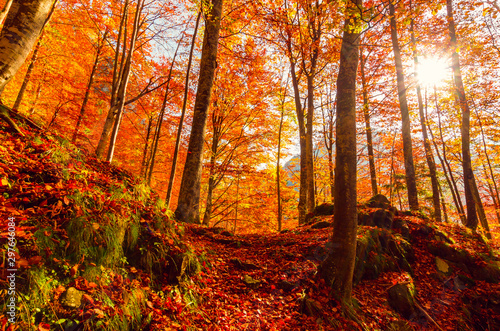 Autumn in Buila Vanturarita, Carpathian Mountains, Romania. Vivid fall colors in forest. Scenery of nature with sunlight through branches of trees. Colorful Autumn Leaves. Green, yellow, orange, red. photo