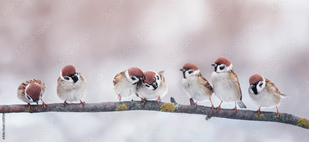 Naklejka many little funny birds sparrows are sitting on a branch in the garden and cute quarrel