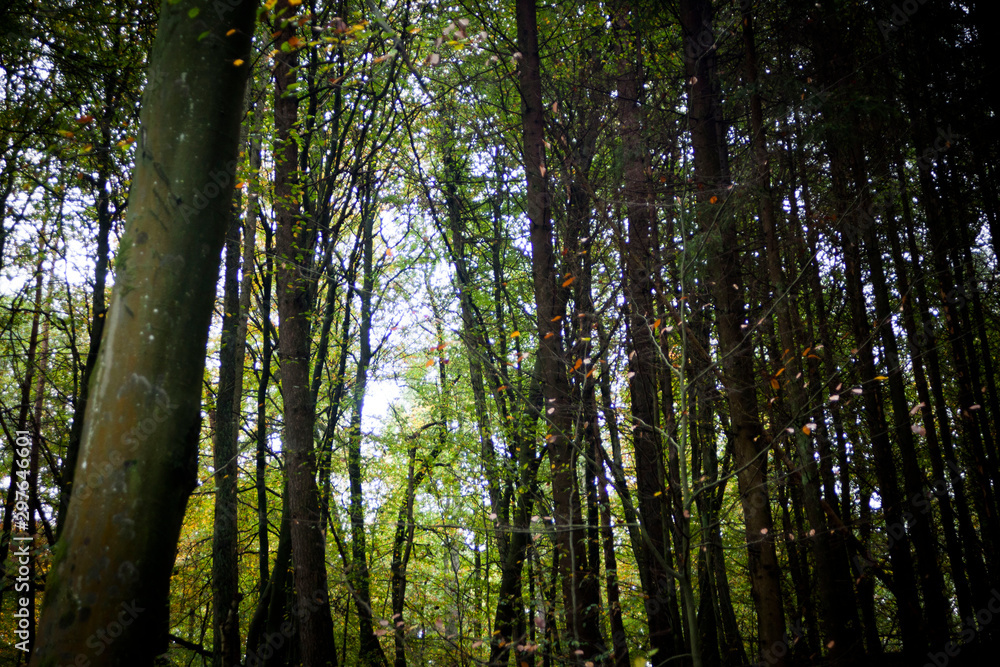 Herbst Wald Herbst Wald