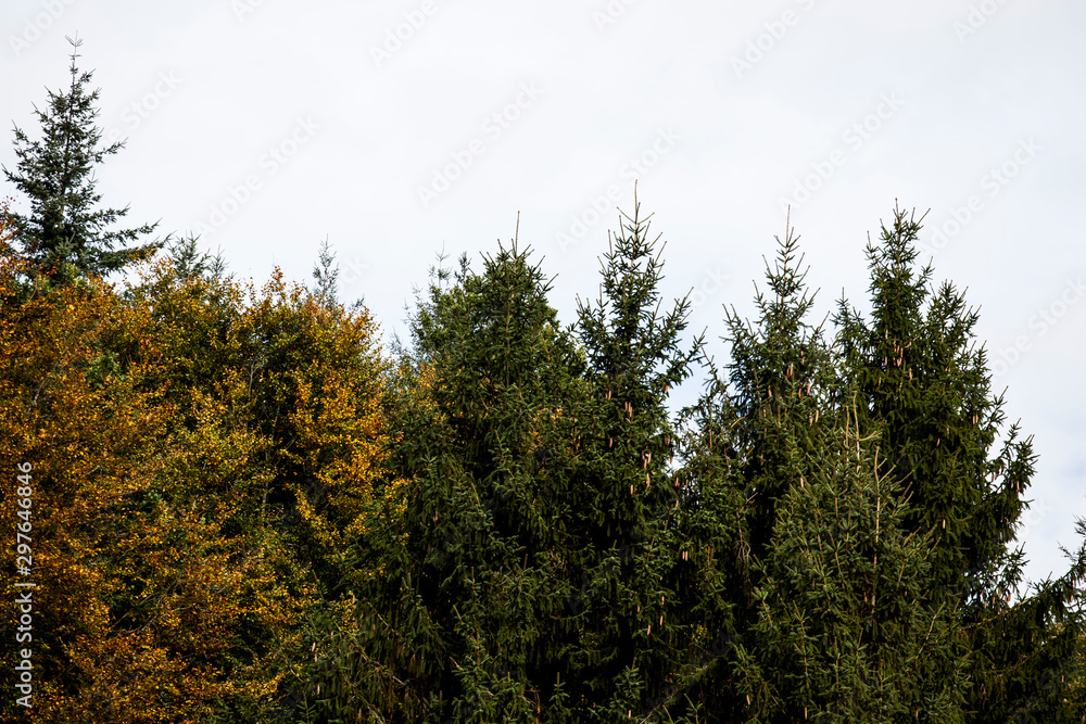 Obraz premium Wald Sambach