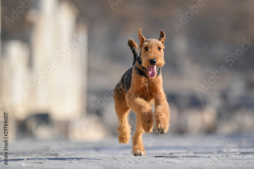 Konstfotografi Two-year-old Airedale Terrier dog running forward on the background of ancient ruins