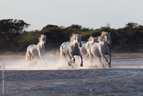 Fototapeta Naklejka Na Ścianę i Meble -  Wild white horses are running in the water .Sunset in Camargue , France 
