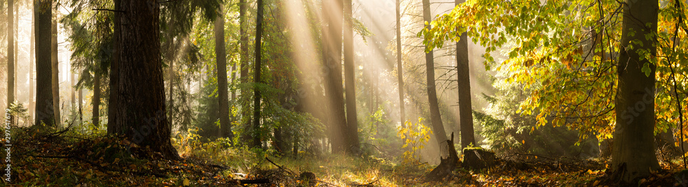 Light rays autumn forest landscape