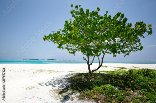 Fototapeta Naklejka Na Ścianę i Meble -  Tree on sandy beach near tropical sea