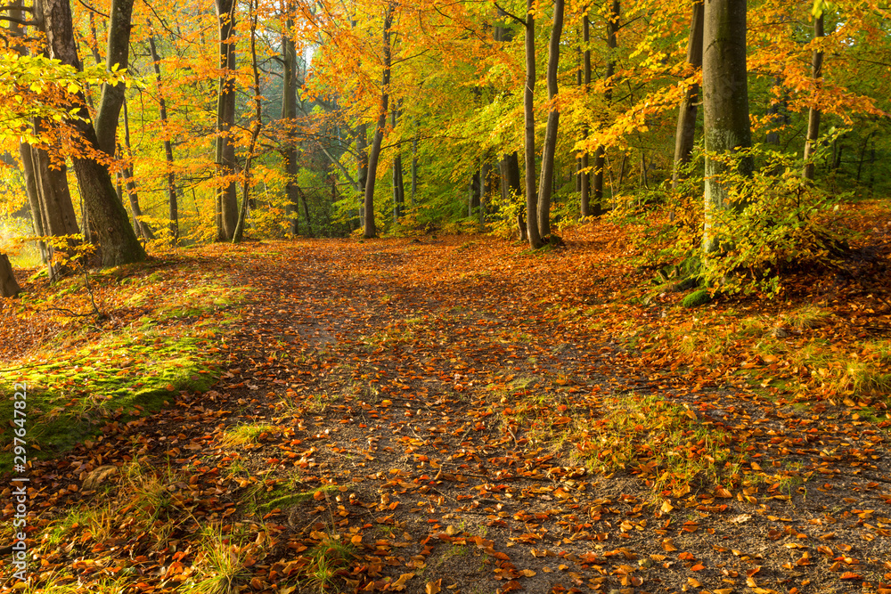 Obraz premium Jesienny Park, Kaszuby, Polska