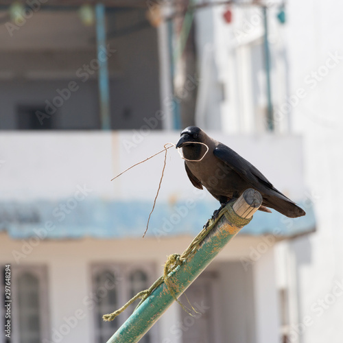 Brown and black bird on a fishing boat direction rod holding a twig in its beak with buildings on the background, Mamallapuram, India September 2019