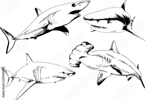 great white shark drawn in ink freehand sketch logo 