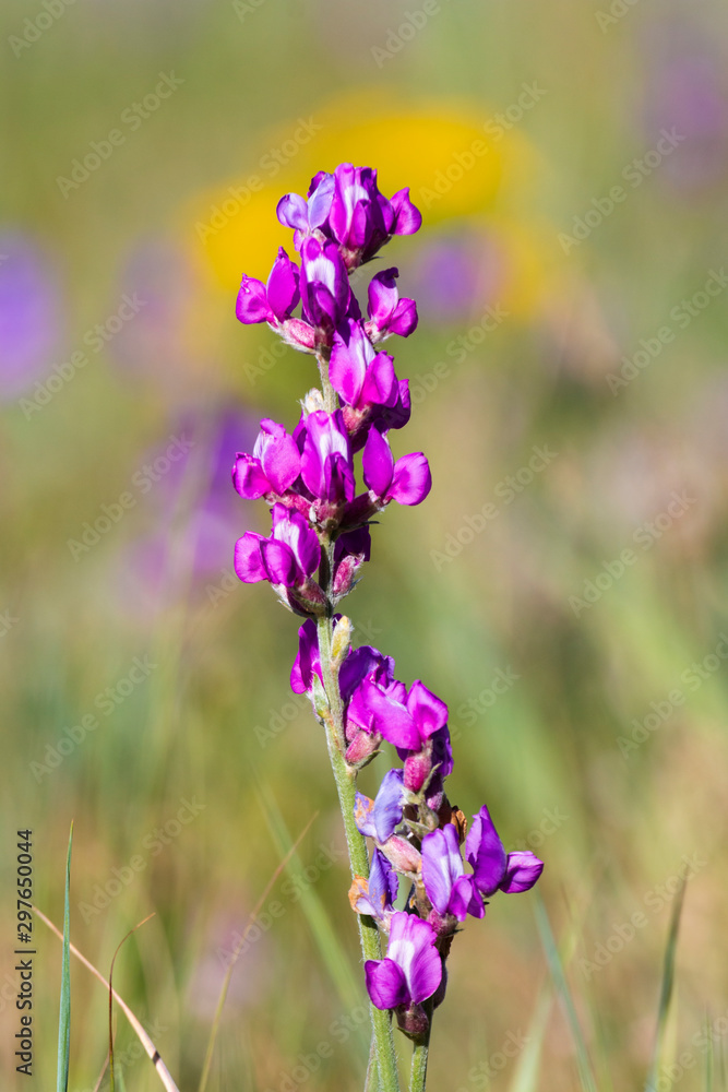 Obraz premium Rocky Mountain Wildflowers