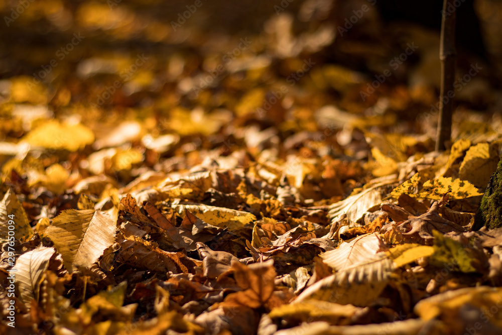 The ground is strewn with fallen leaves.