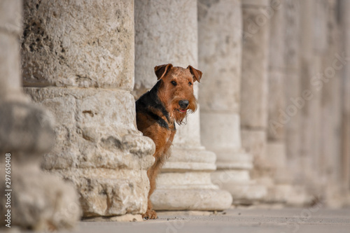 Two-year-old Airedale Terrier dog on the background of ancient ruins.