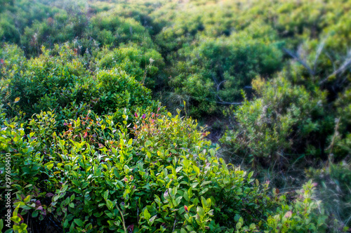 Green mountain bushes close-up.