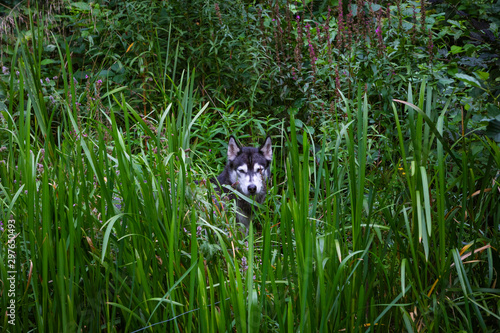 Husky beobachtet verdeckt aus dem Schilf photo