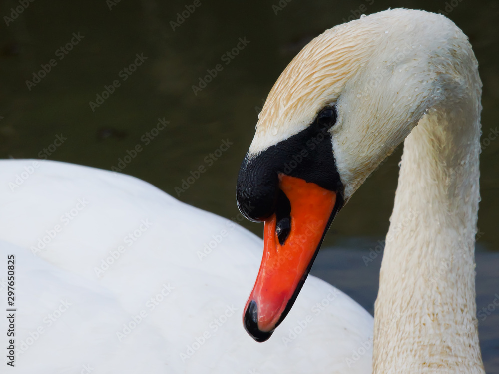 Fototapeta premium Mute Swan