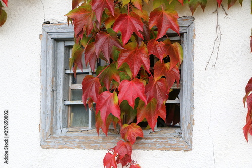 Altes Kellerfenster mit Herbstblättern bedeckt, Parthenocissus tricuspidata, Dreiblättrige Jungfernrebe im Herbst, wilder Wein im Herbst photo