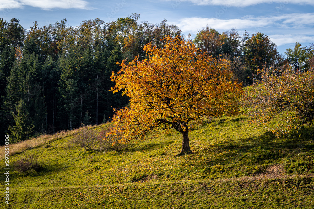 Baum auf Hügel in herbstlichen Farben